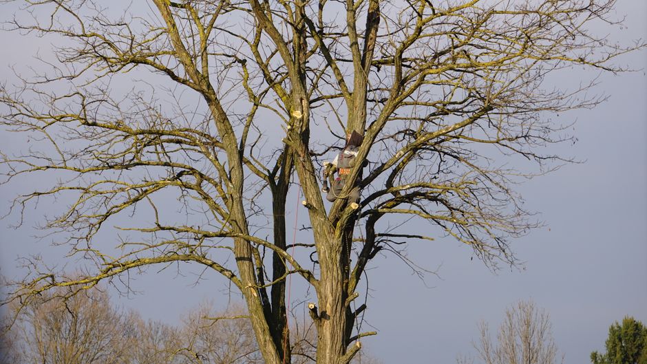 Arborista pri reze stromu